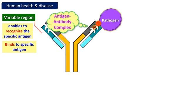 Human health & disease-Structure of Antibody in detail+Antigen Antibody interactions with animation смотреть онлайн