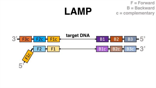 Loop mediated isothermal amplification (LAMP protocol explained) смотреть онлайн