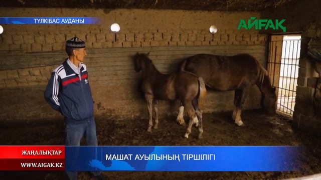 ТҮЛКІБАС: Машат ауылдық округінің тіршілігі..... смотреть онлайн