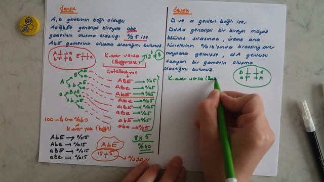 10. Sınıf Kalıtım (Bağımsız ve Bağlı Genlerde Gamet Çeşidi Soruları) смотреть онлайн