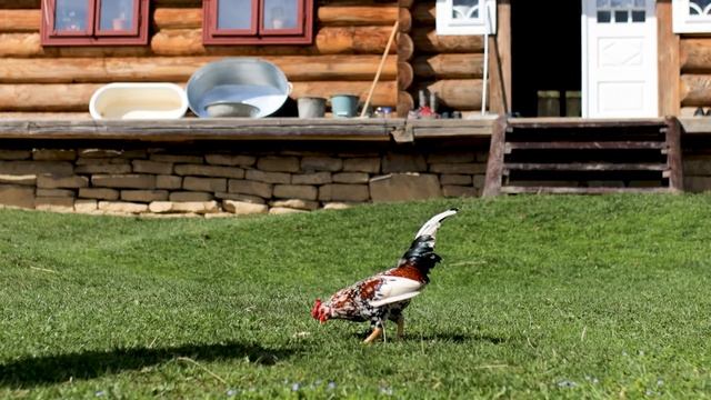 Life in The Mountains Far From Civilization at The Edge of The World in Springtime смотреть онлайн