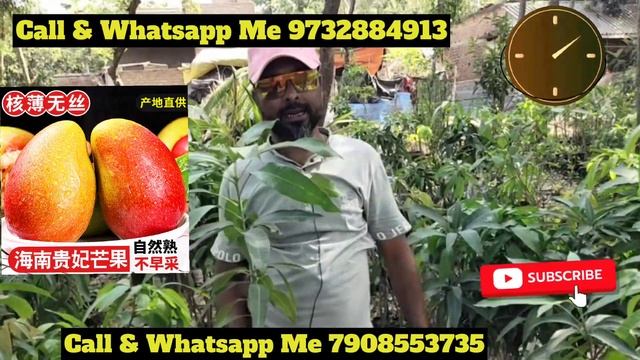 how to Taiwan Red Mango Tree | Eran Jibon Sathi Nursery Online Home Delivery Available смотреть онлайн