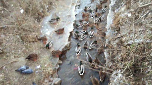 Утки зимой. Жигулёвск. смотреть онлайн