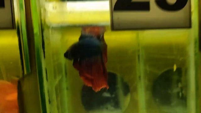 WHOLESALE BETTA FISH MERON DITO смотреть онлайн