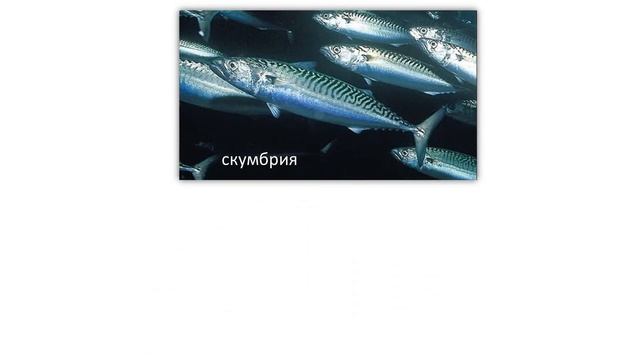 морские обитатели смотреть онлайн