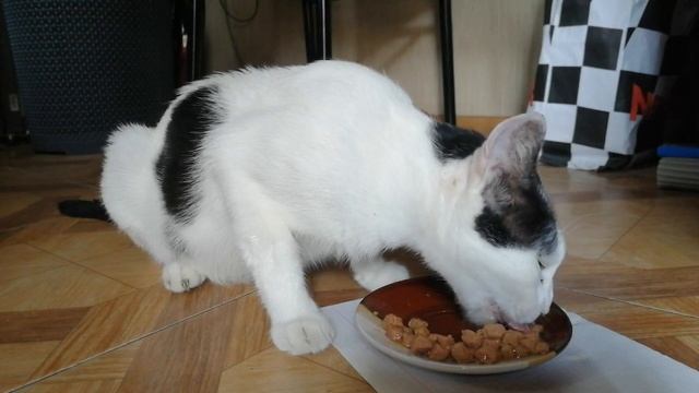 Кошка мать обедает мясом из пакетика. смотреть онлайн