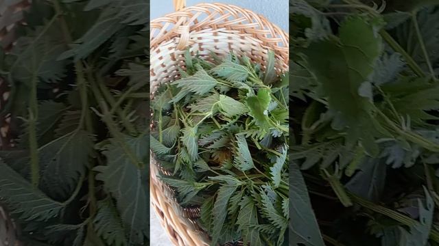 крапива майская. заготовка. применяют при сахарном диабете. очищение крови смотреть онлайн