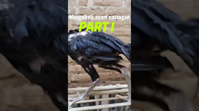 CARA MENGOBATI AYAM CACINGAN PART 1 смотреть онлайн