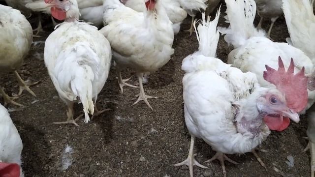 White Chicken Layer Farming Business in Pakistan in Summer in Pakistan 2022 | Dr. ARSHAD смотреть онлайн