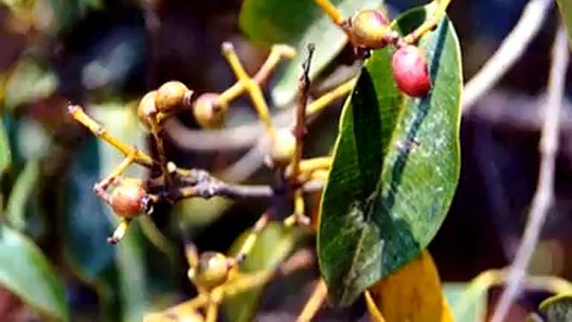 Plant Heritage of Nepal смотреть онлайн
