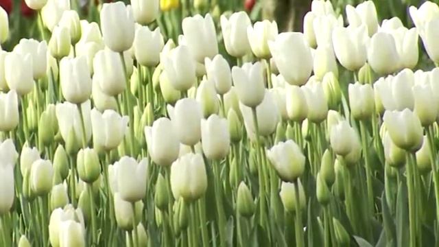 Top 10 Most Beautiful Flowers смотреть онлайн
