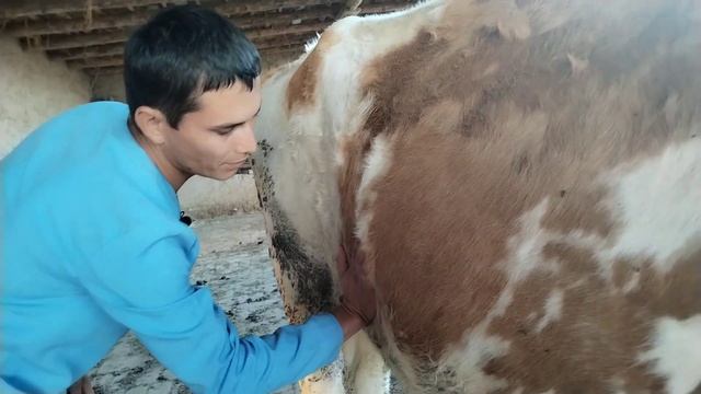 Qoramollarning Bug'ozligini Aniqlash Haqida. Veterinar Maslaxati.