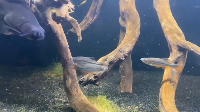 Giant Danio Fish Care Requirements смотреть онлайн