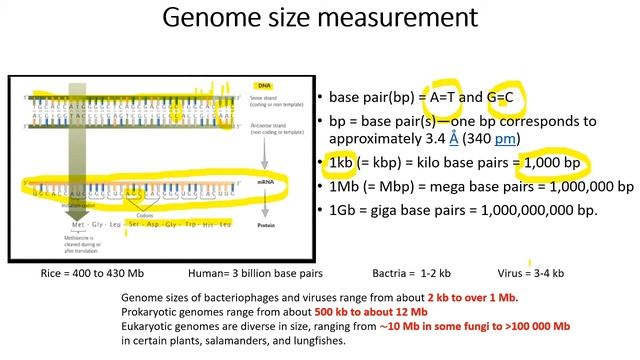 ABT 301 How to measure the Genome size of the living organism by Dr.S.Elayabalan смотреть онлайн