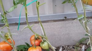 Томат Сенсей 13.08.22