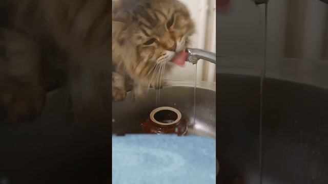 совет от Барси: как выпить воду... #cat #шортс #котики #барси #приколы #видео #котик #catlover #кот смотреть онлайн