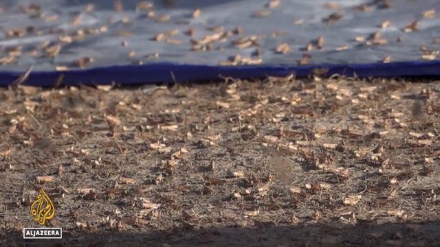 Locusts threaten Afghanistan’s wheat harvest смотреть онлайн