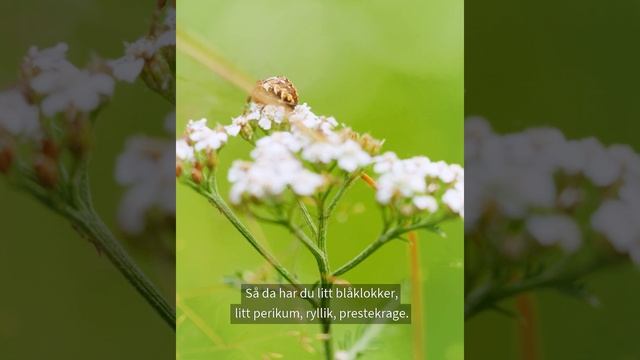 Miljøtilskudd til jordbruket - Bratt areal смотреть онлайн