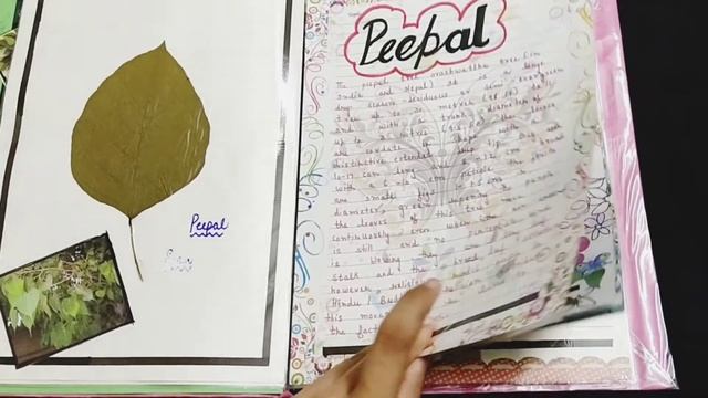 How to make Herbarium File | Science Project | смотреть онлайн