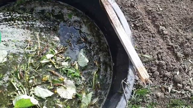 Как я готовлю зелёное удобрение для подкормки рассады.🌱🌾 смотреть онлайн