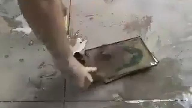 Что за твари! чтобы Аллах наказал таких как ты кафиров Амин Амин смотреть онлайн