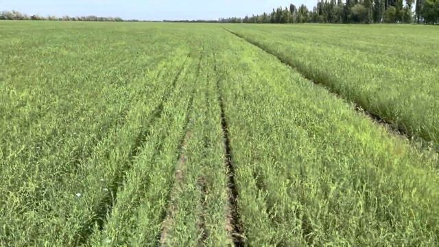 Лён Вниимк 620. 31.05.22. Телеграмм канал - Фугустим. Подпишись и будь в теме. смотреть онлайн