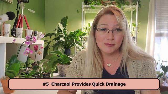 Interesting Potting Media For Orchids That Works!