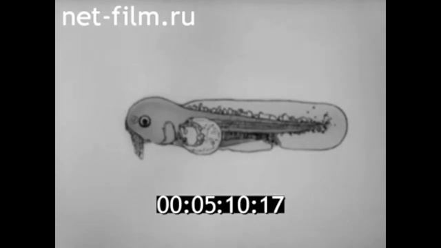 1969г. Москва. институт биологии развития. Нейфах Александр Александрович. Костомарова. смотреть онлайн