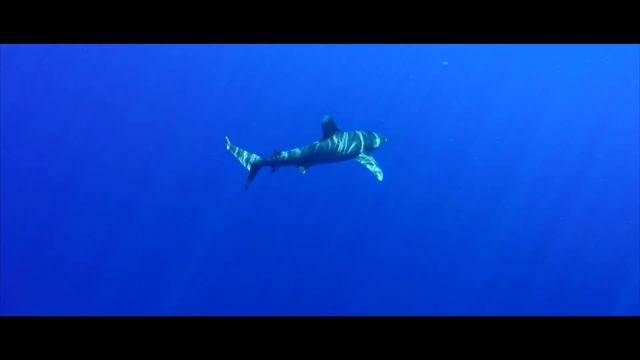 Moorea - Carcharhinus longimanus - Aileron blanc du large - Oceanic whitetip shark - Parata смотреть онлайн