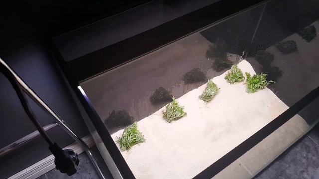 Aquascaping: Start to Finish! A Great Simple Scape for my Wild Plecos! смотреть онлайн