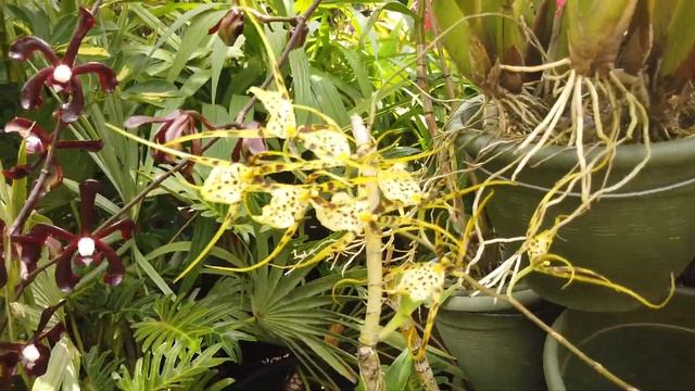 jardin de viviane martinique UN DOUX PARFUM D'ARACHNIS FLOS -AERIS"insignis" BLACK SCORPION смотреть онлайн