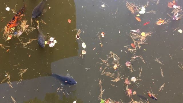 4K Ultra HD Brooklyn Botanic Garden 20161105 11 смотреть онлайн