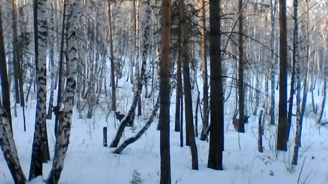 В СИБИРИ НЕ ТОЛЬКО МЕДВЕДИ ПО УЛИЦАМ ХОДЯТ,НО И МАРАЛЫ ПО ЛЕСАМ БЕГАЮТ!!! смотреть онлайн