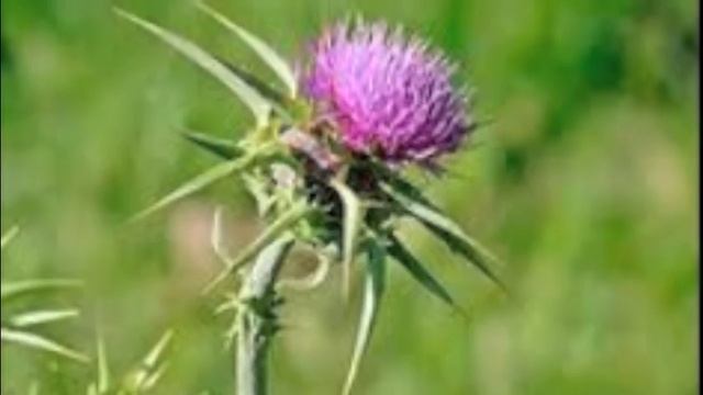 Photosynthesis song by Aubri, McKenna, Tristan, and Kaylee смотреть онлайн