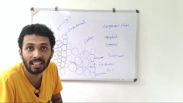 focus area plus one | transport in plants part 3 | how do plants absorb water | malayalam |biology смотреть онлайн