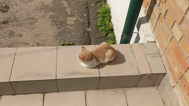 Котик пришол к РСХБ смотреть онлайн