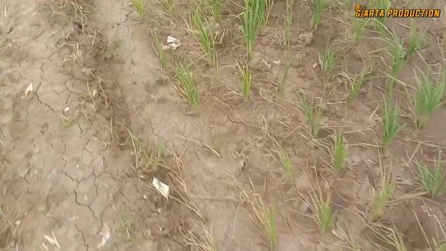 CARA MUDAH MENGATASI ASEM ASEMAN PADA TANAMAN PADI смотреть онлайн