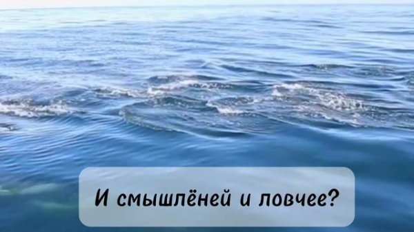 Я дельфин. Детская песня про дельфина.