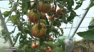 Томат БАТЯНЯ. Всегда хороший урожай.