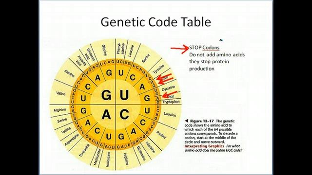 Biology: Gene Expression 2-Translation смотреть онлайн