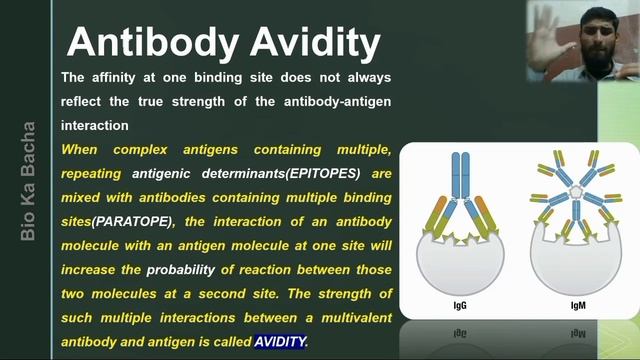affinity avidity and cross reactivity |antigen antibody interaction |immunology |affinity vs avidit смотреть онлайн