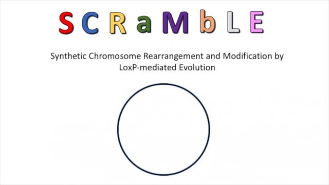 The Cre-LoxP System and SCRaMbLE смотреть онлайн