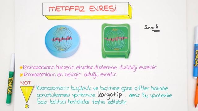 10. Sınıf Biyoloji | Mitoz смотреть онлайн