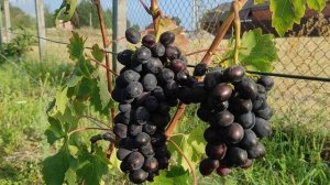 Сорт винограду ЗАБАВА, ранній, смачний, гармонійний🍇🍇