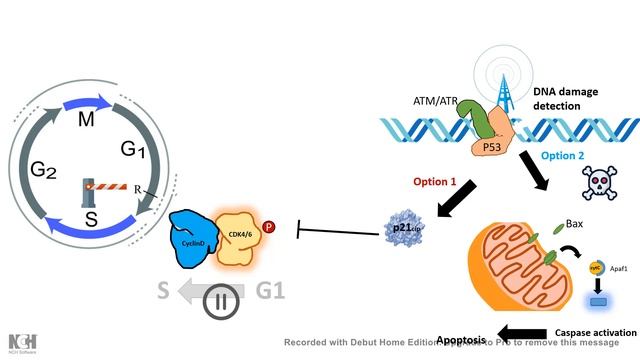 Tumour suppressor gene смотреть онлайн