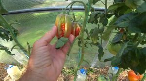 ТОМАТЫ 2024. ИТОГИ СЕЗОНА. СОРТА ЛИДЕРЫ и НЕУДАЧНИКИ.