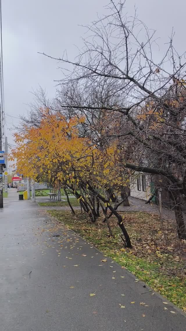 Краснодар в конце ноября, осень, +4°. Природа и город 🌿🍁 смотреть онлайн
