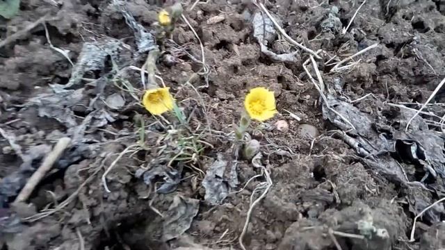 Tussilago - Мать и мачеха смотреть онлайн