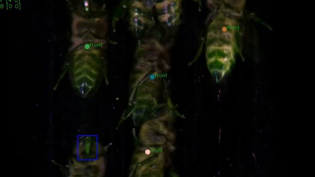 Estimating Varroa Destructor Infestation Level in a Bee Population Using Computer Vision смотреть онлайн