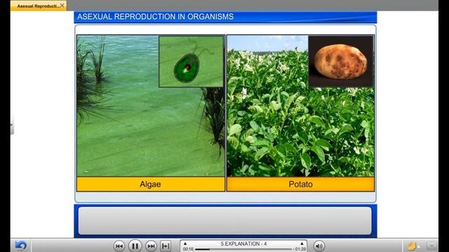 Asexual Reproduction In Organisms | Biology | Class 12th | CBSE | NEET | NCERT ePathshala смотреть онлайн